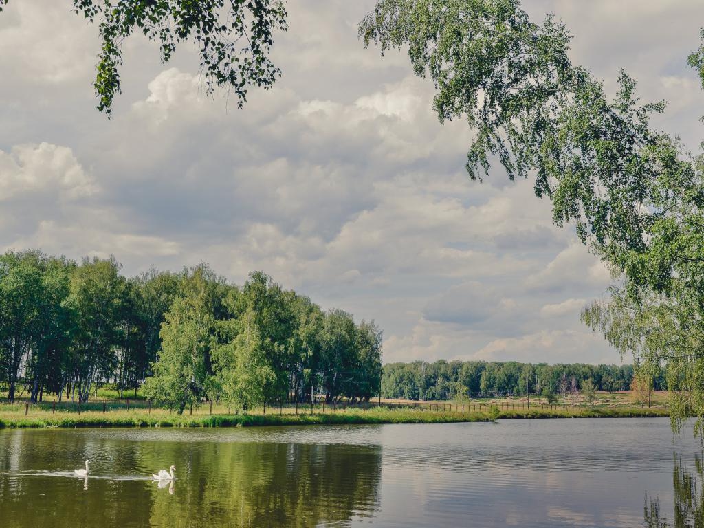 Лесное
