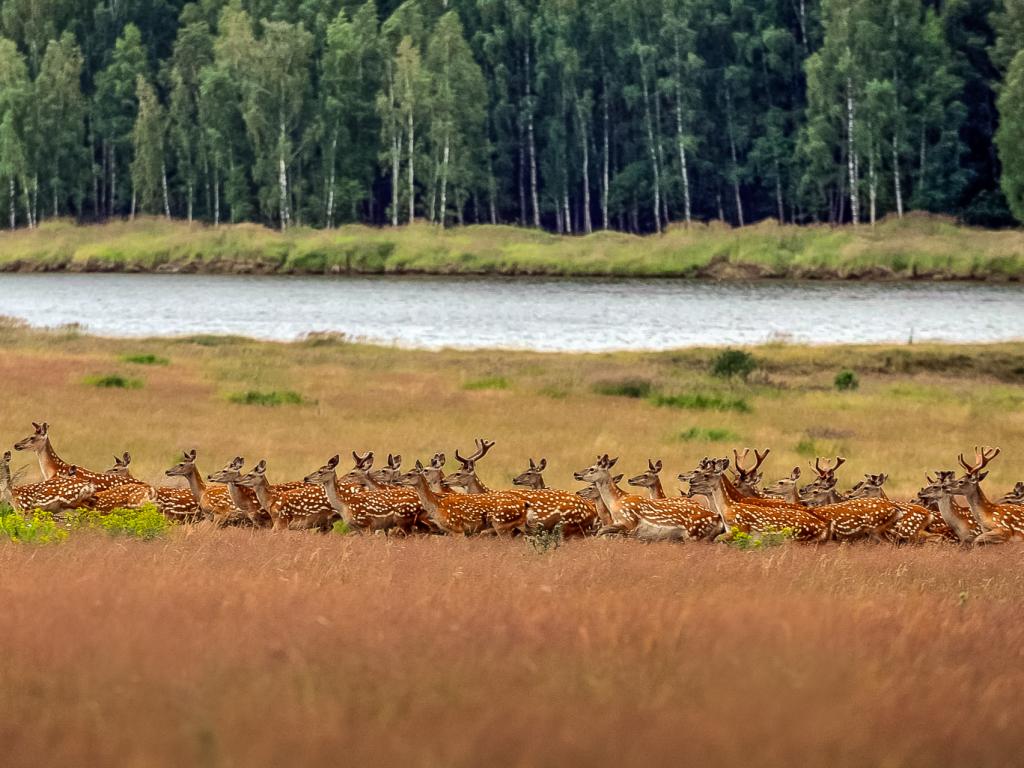 Лесное