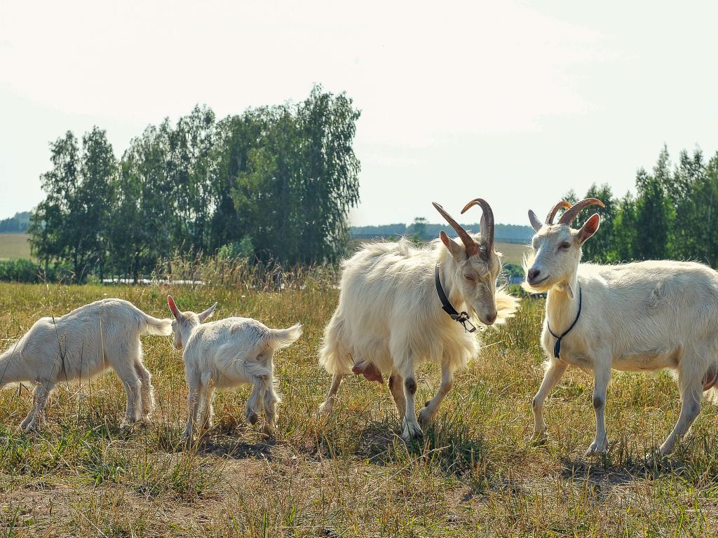 Лесное