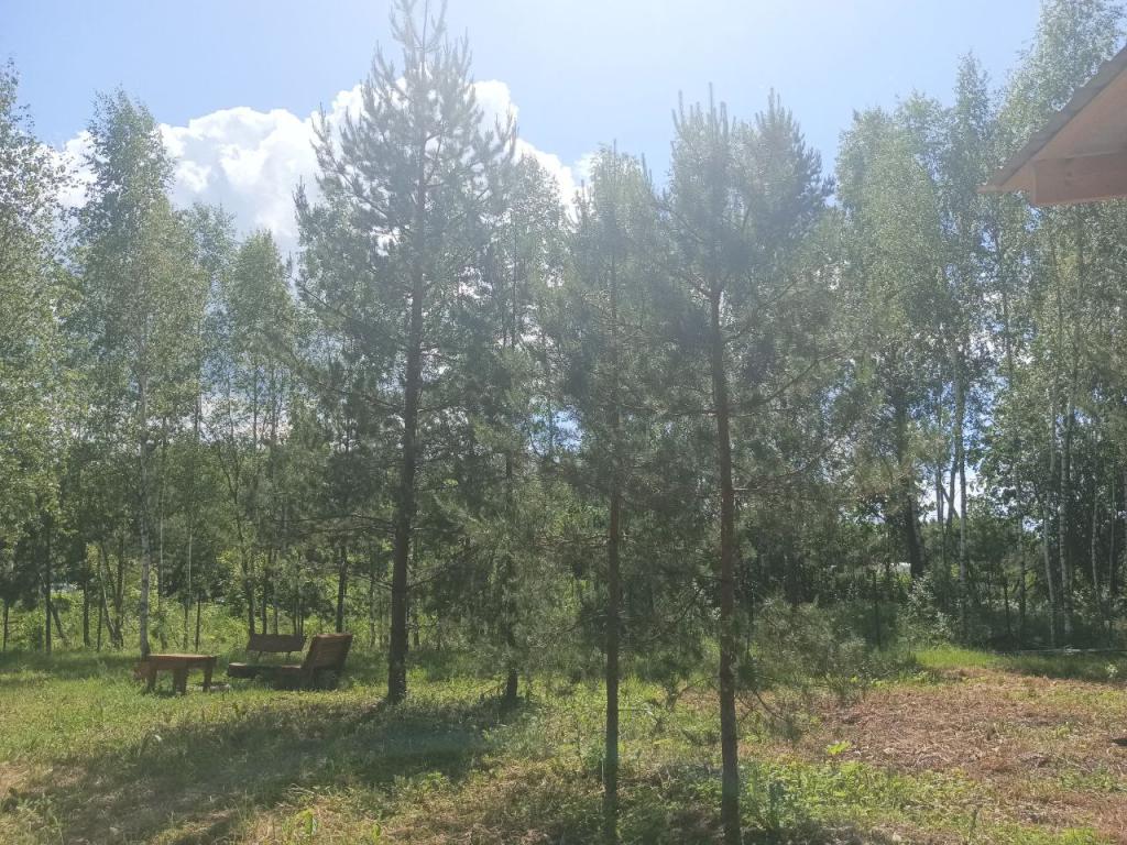 Лесной сон