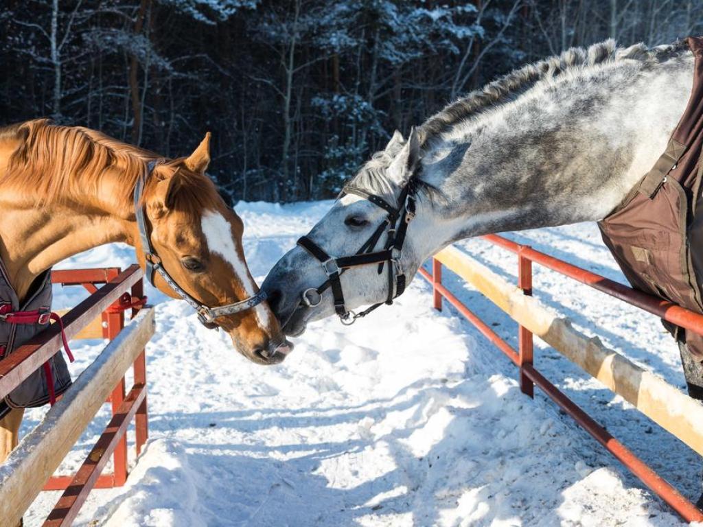 Белая Лошадь