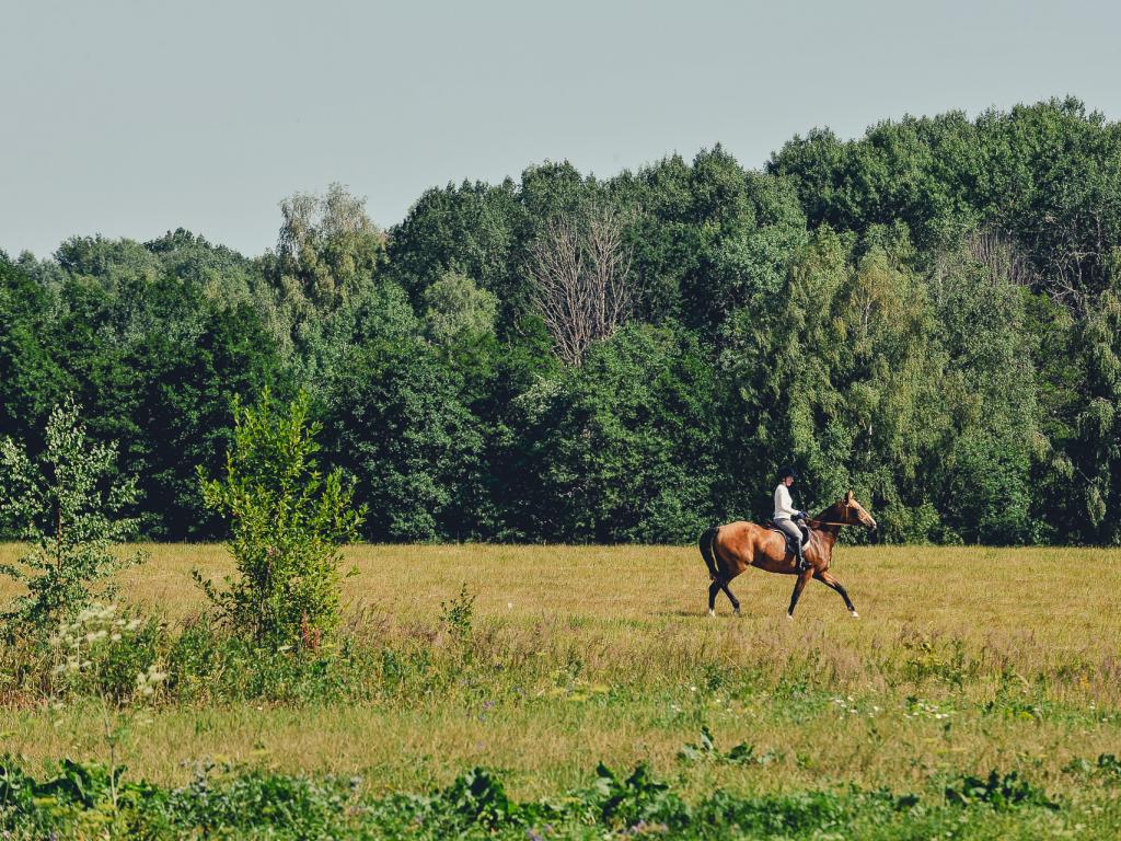 Лесное