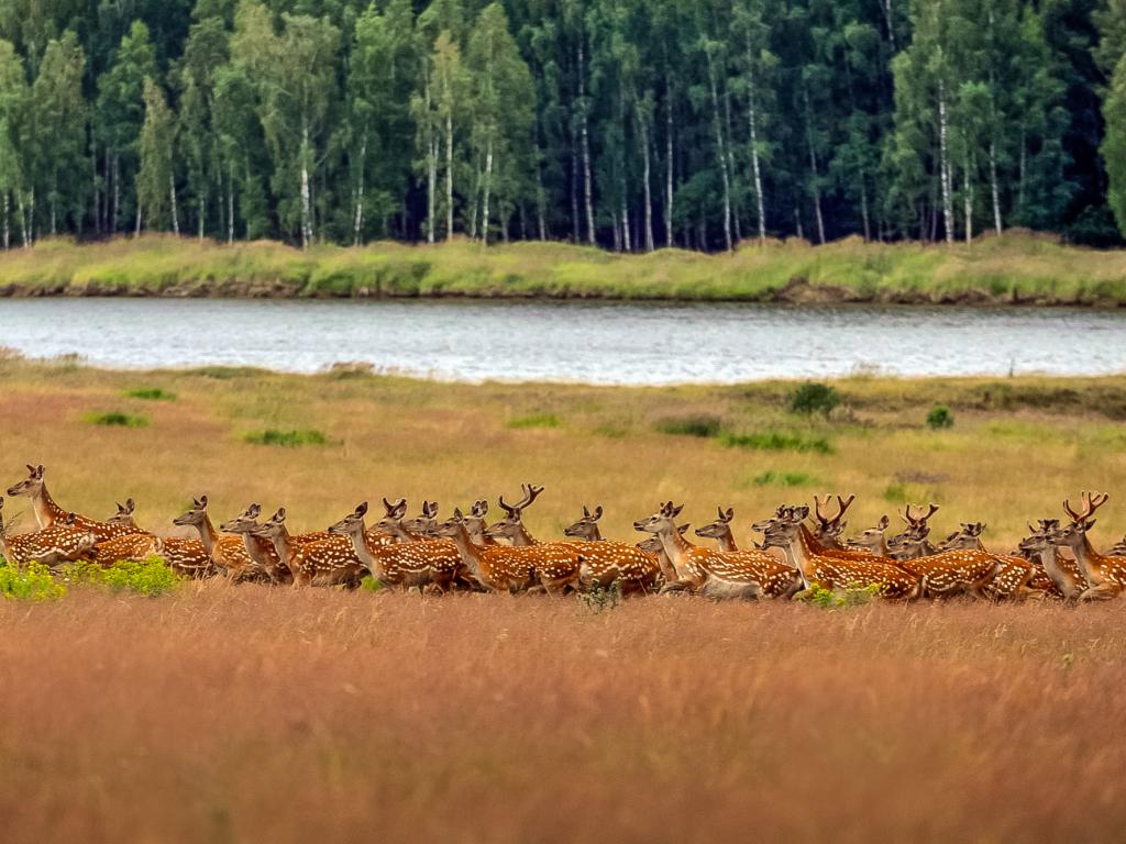 Лесное