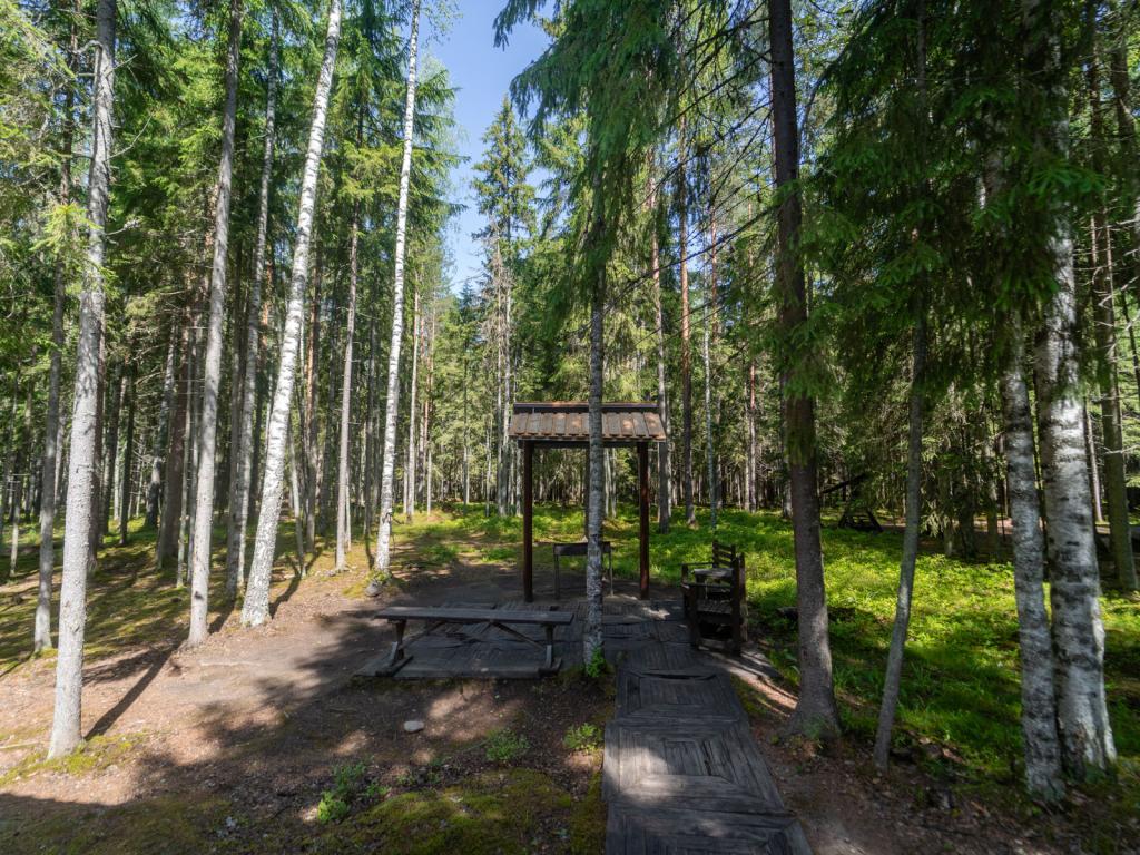 Шишки на Лампушке