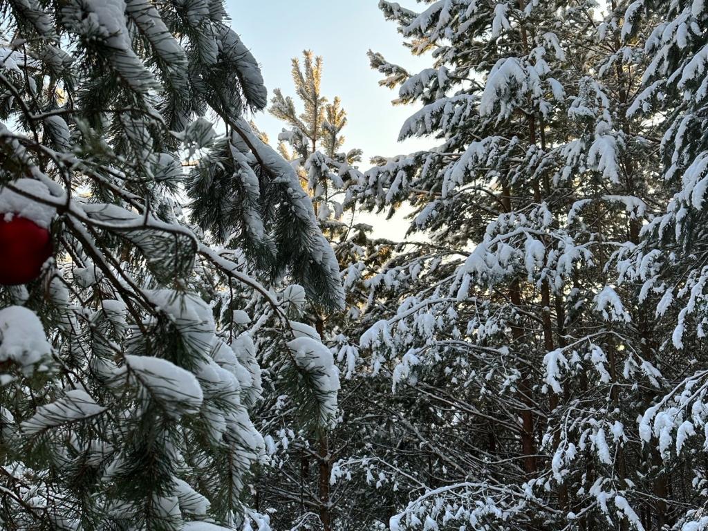 Хвойная хижина