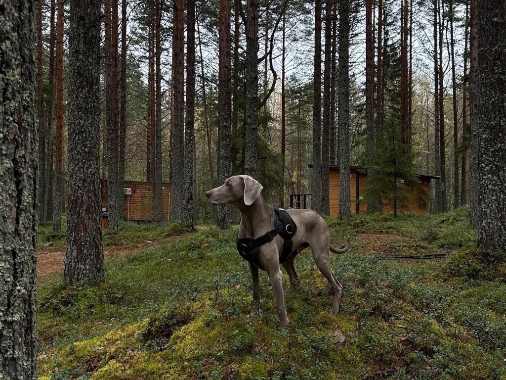 Глэмпинг NewCamp Эссойла (Ньюкэмп Эссойла)