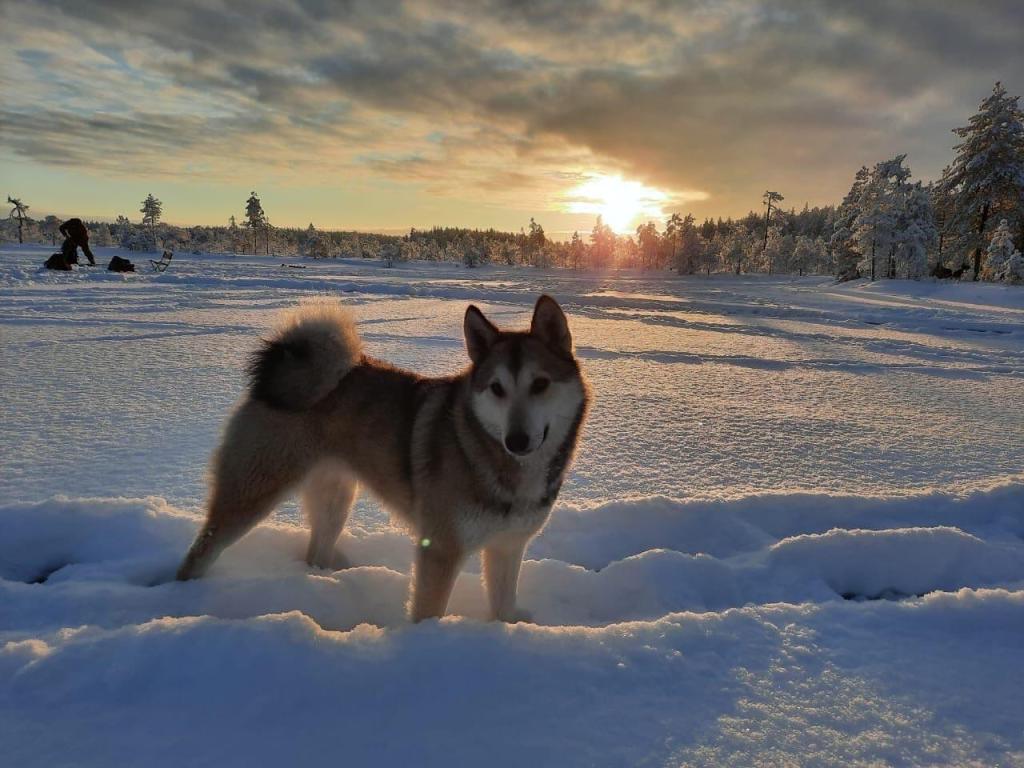 Перекат