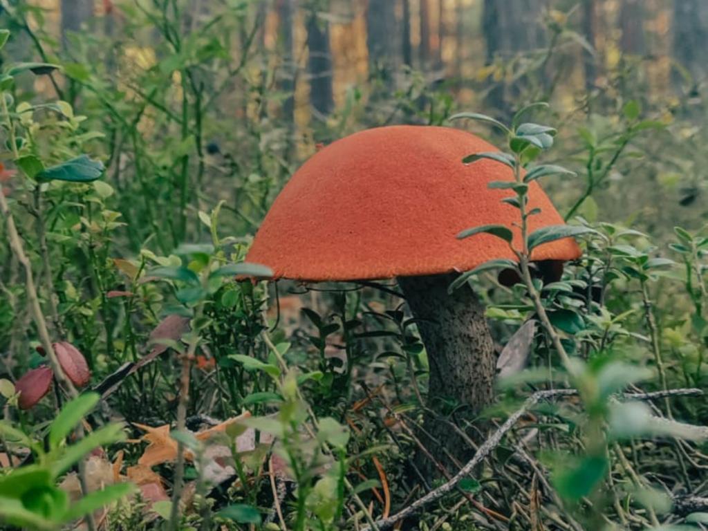 Тихий Каньон