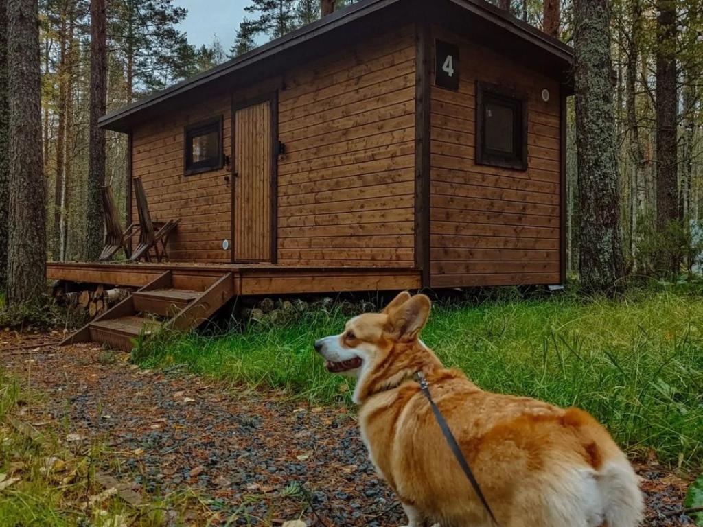 Глэмпинг NewCamp Эссойла (Ньюкэмп Эссойла)