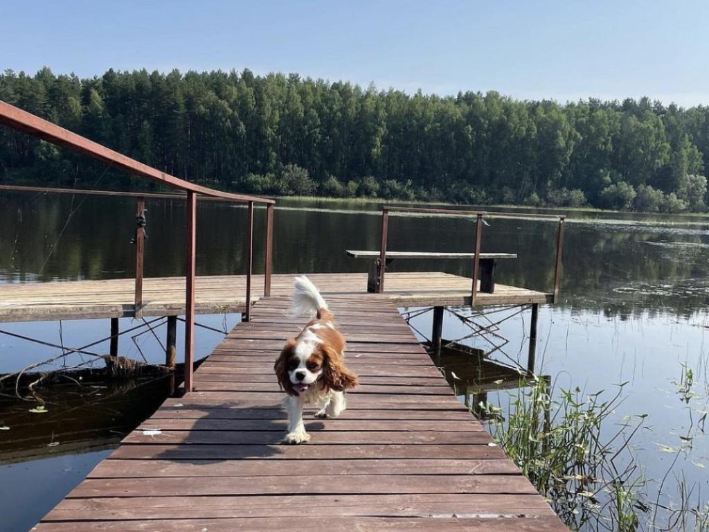 На Чеснаве