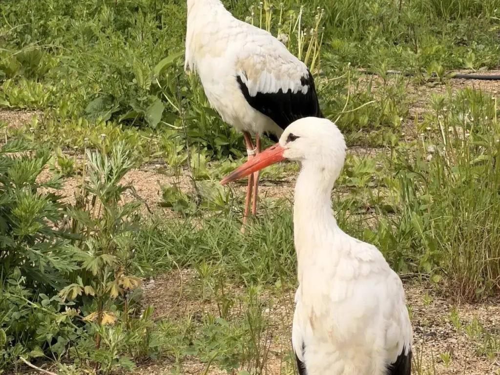 Угранский Журавль