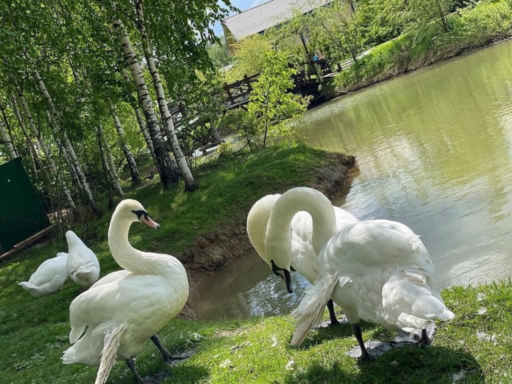 Ruza Family Park and SPA (Руза Фэмили Парк и Спа)