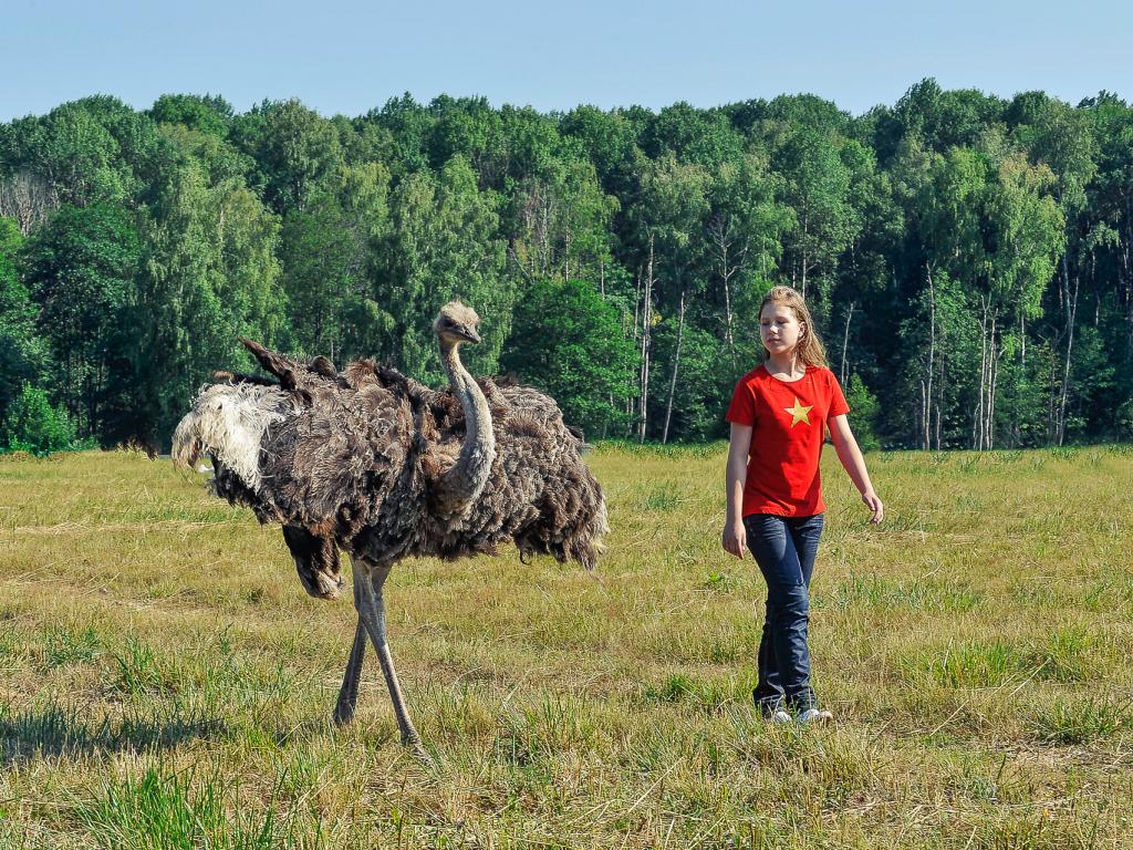 Лесное