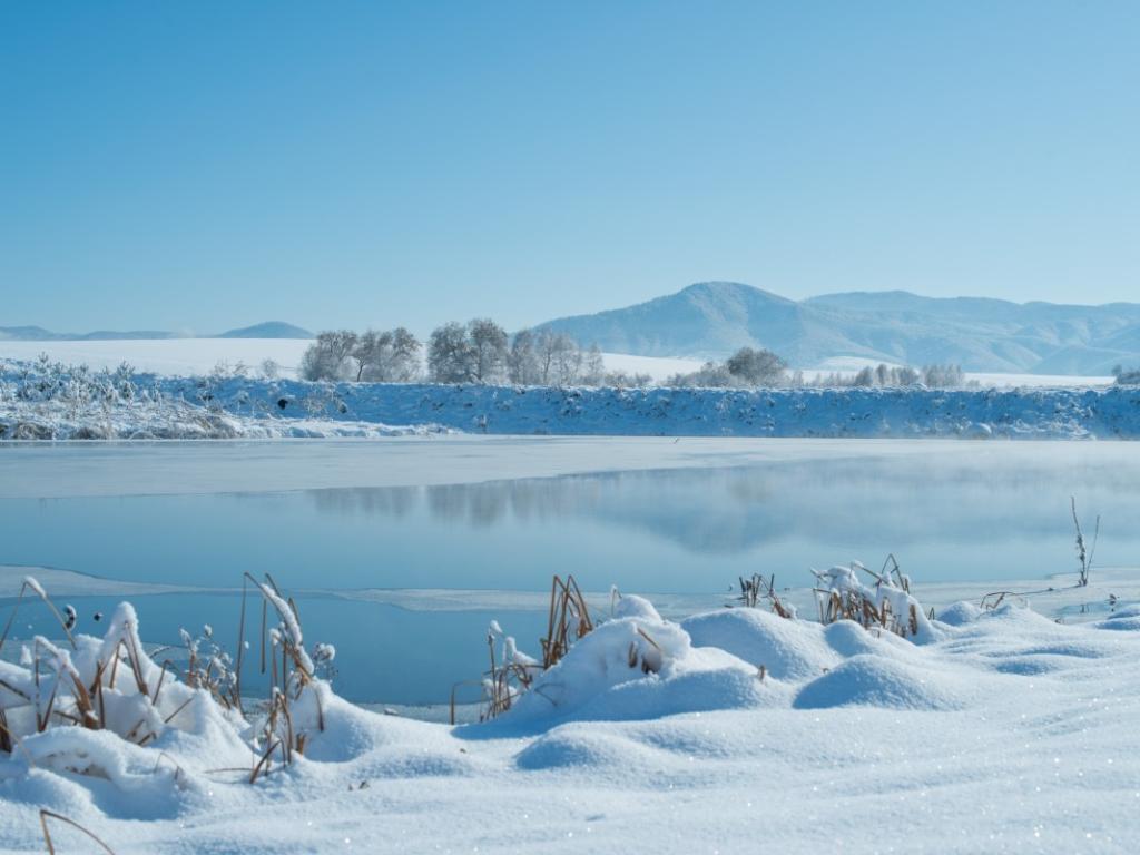 Калина Красная