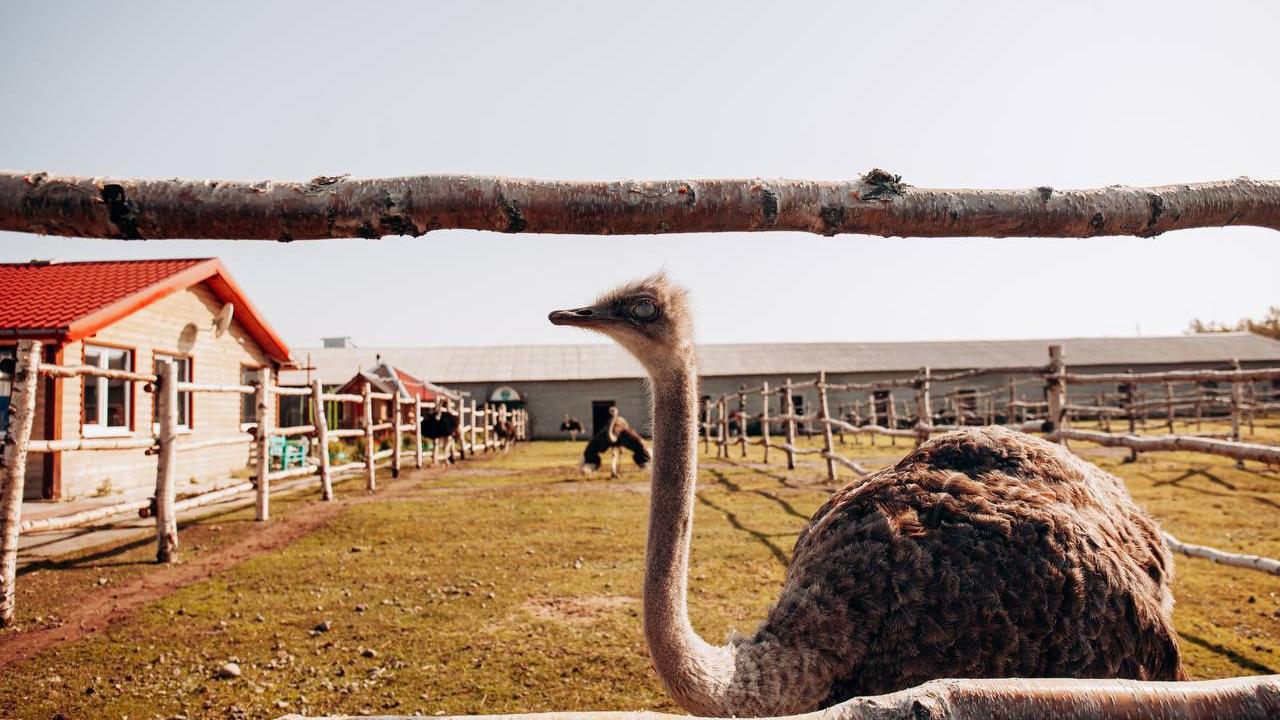 Real photos of Otel na Strausinoi ferme
