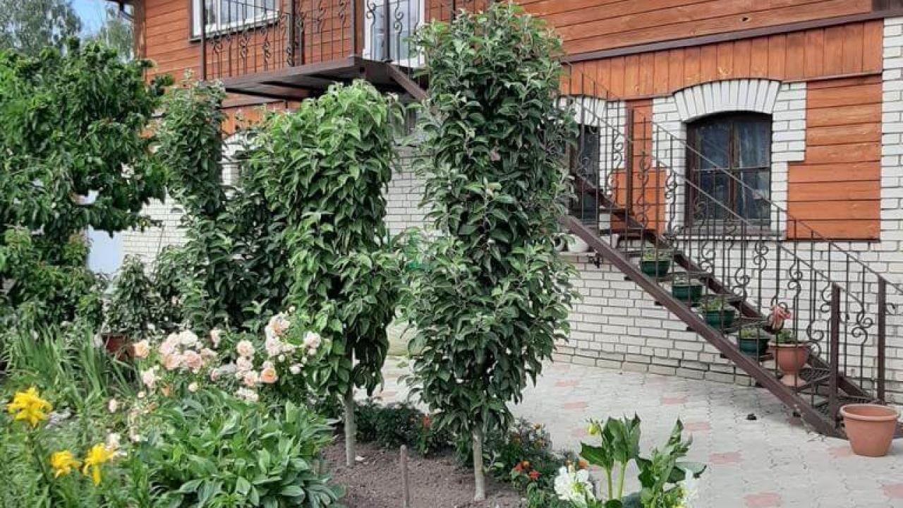 Real photos of Guest house of the Christmas Tree