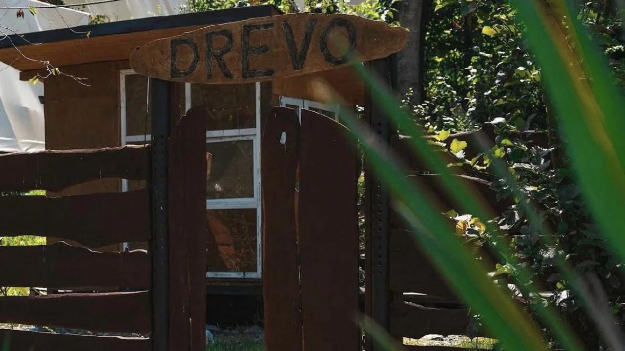 Real photos of Yuzhnyy vayb Drevo