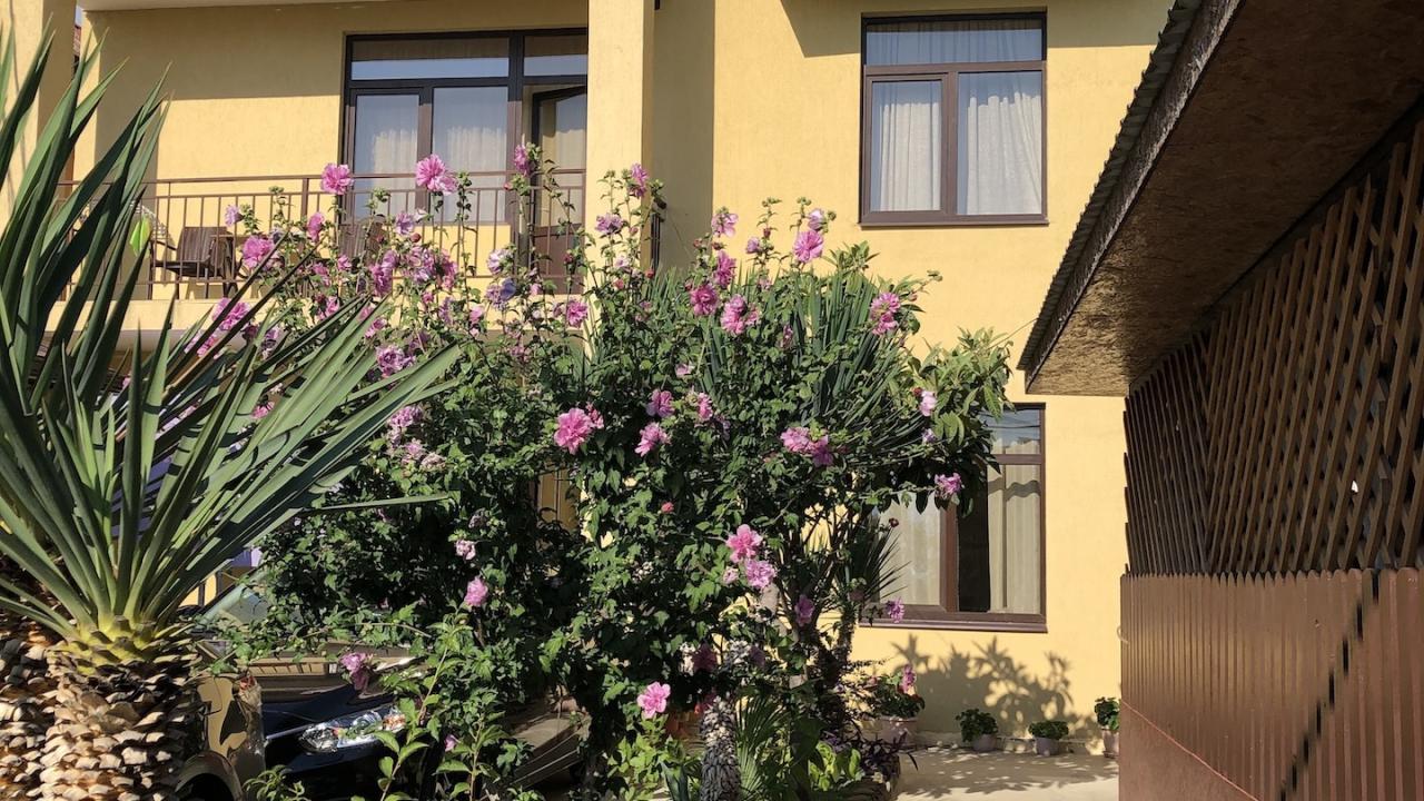 Реальные фото Кипарис