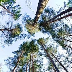 Фото Отель Журавушка