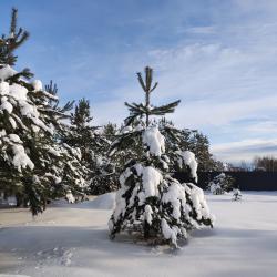 Фото Отель Кусочек рая в соснах