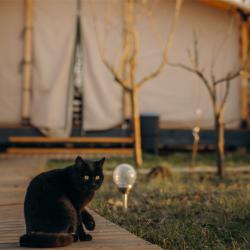 Family-tent 6