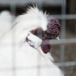 Фото Отель Лунежские горы