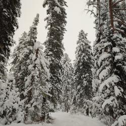 Фото Отель Алтай