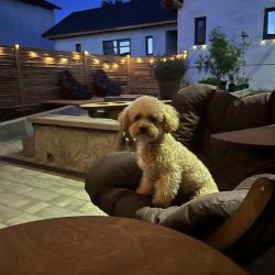 3-местные апартаменты студия