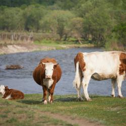 Фото Отель Koksa Camp (Кокса Камп)