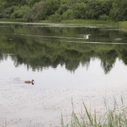 Фото Отель Мятный сад