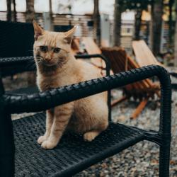 Фото Отель Dombay Winter Hall (Винтер Холл)