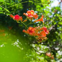 Фото Отель Магнолия