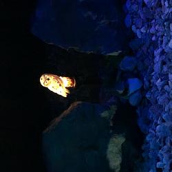 Фото Отель Шале Белая Сова