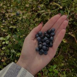 Фото Отель Глэмпинг NewCamp Эссойла (Ньюкэмп Эссойла)