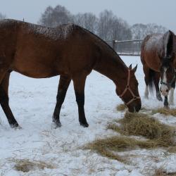 Фото Отель Колкуново