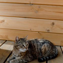 Фото Отель А-Шалаш Черноречье