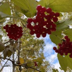 Фото Отель Apreski Бунгало на Банном (Апрески)