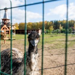 Фото Парк-отель Орловский