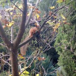 Фото Отель Соната