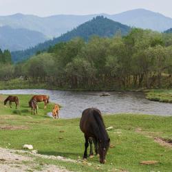 Фото Отель Koksa Camp (Кокса Камп)