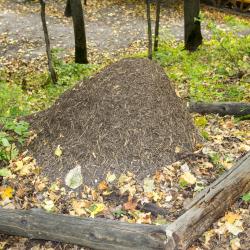 Фото Парк-отель ий