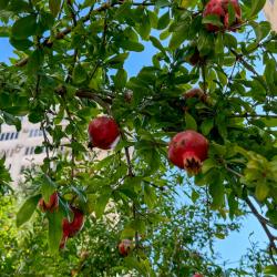 Фото Отель Таунхаус на улице Бамбуковая