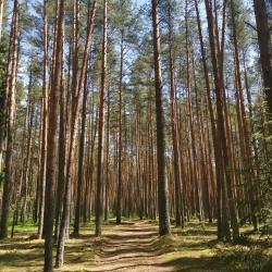 Фото Отель Dream Forest & River PZ (Дрим Форест & Ривер ПЗ)