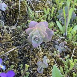 Фото Отель Сумериа Village Парк дом-баня для отдыха на берегу