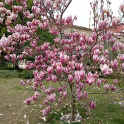 Фото Отель Орхидея