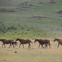 Фото Отель Koksa Camp (Кокса Камп)