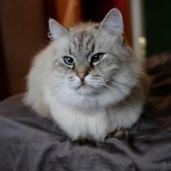 Фото Отель Толстый Кот
