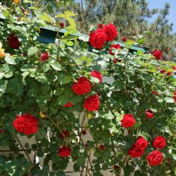 Фото Отель Роман