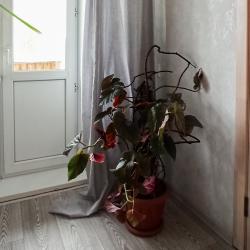 Фото Апартаменты на улице Пархоменко, 20