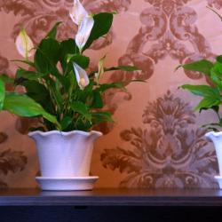 Номер стандарт